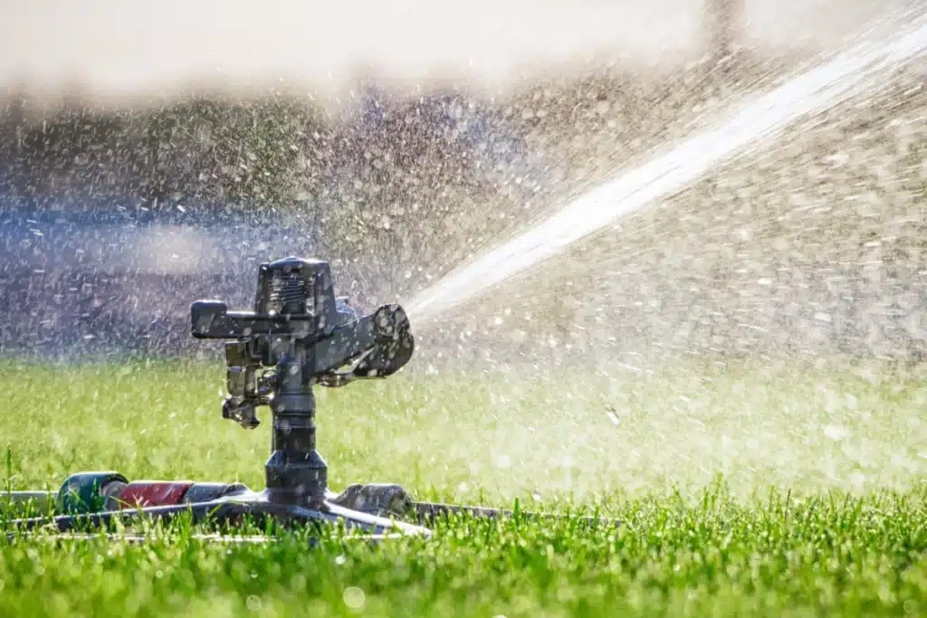 How Often To Water Lawn In Summer Australia